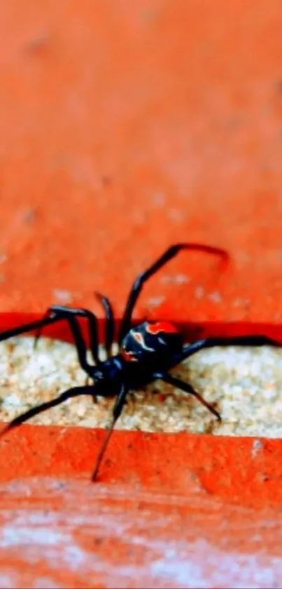 Spider on a vibrant red surface closeup wallpaper.