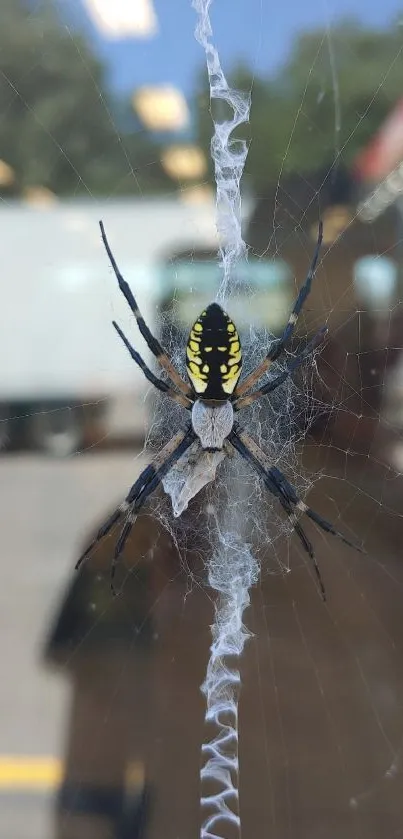 Vibrant yellow and black spider on a detailed web background.