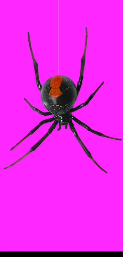 Black spider on vivid pink background wallpaper.