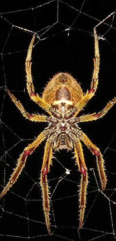 Close-up of a detailed spider on a web against a dark background.