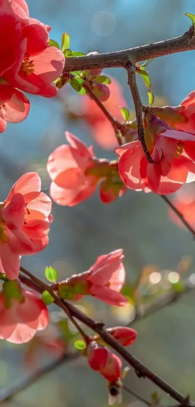 Vibrant pink flowers on branches with sunlight.