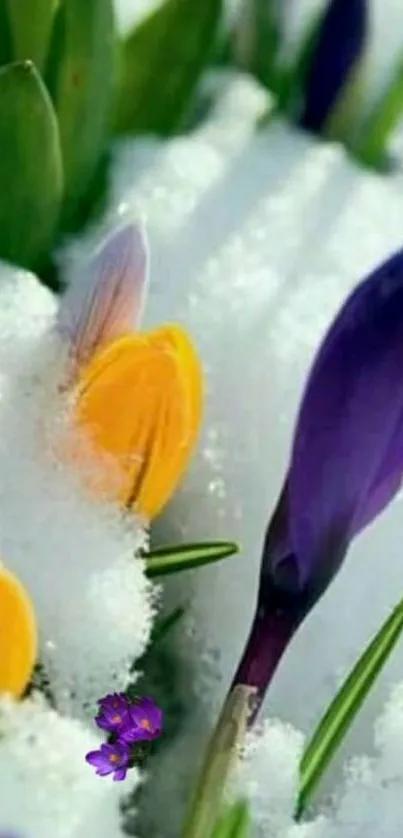 Purple and yellow crocus flowers in snow.