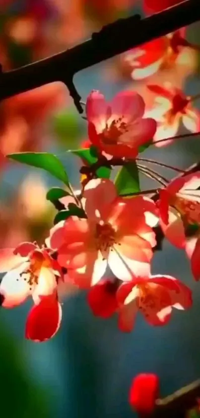 Mobile wallpaper with vibrant pink blossoms against a blurred natural background.