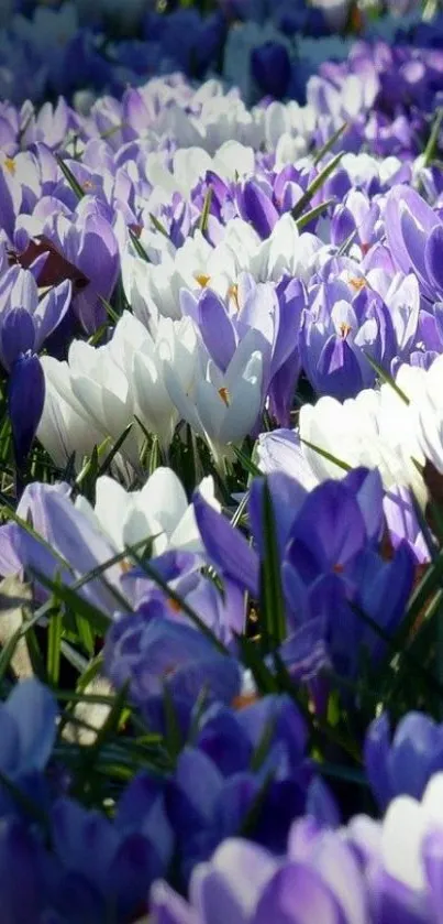 Beautiful crocus field with purple and white flowers in bloom.