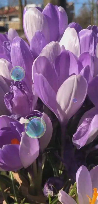 Close-up of purple crocus flowers in sunlight with bubbles.