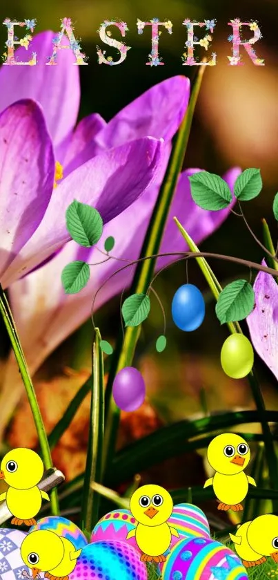 Purple crocus flowers blooming in green grass.