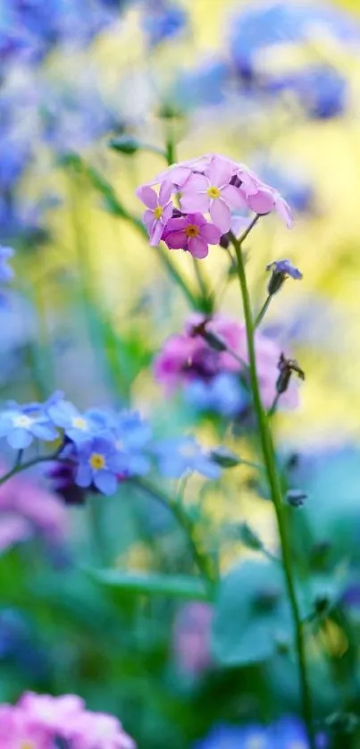 Vibrant wildflowers in a colorful spring setting with blue and pink blooms.