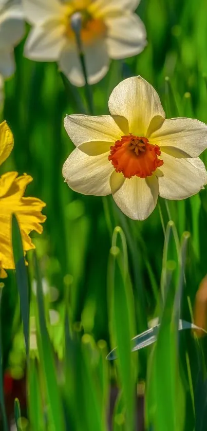 Vibrant daffodils and leaves wallpaper.