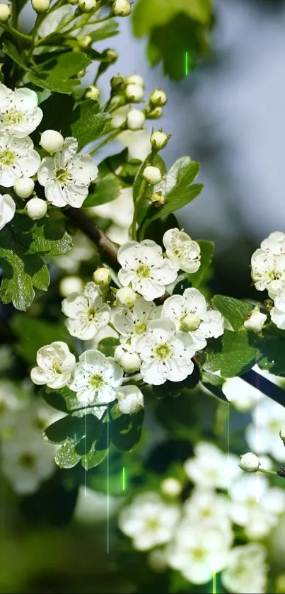 Close-up of white blossoms on green branches in natural sunlight.