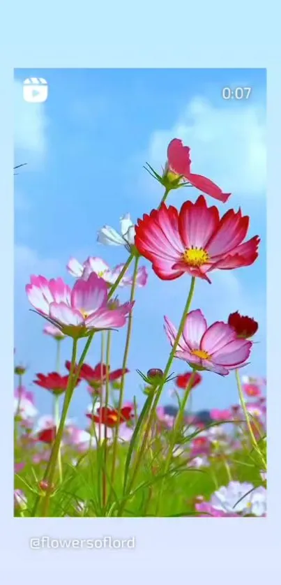 Pink and white flowers under blue sky wallpaper.