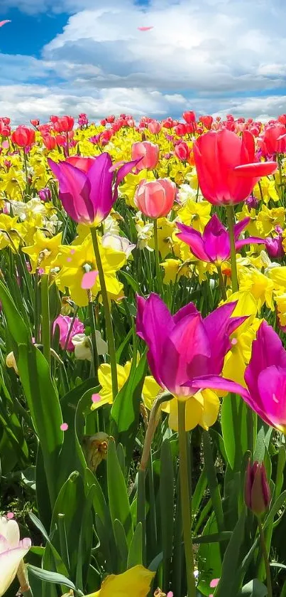Colorful field of flowers under a bright blue sky.