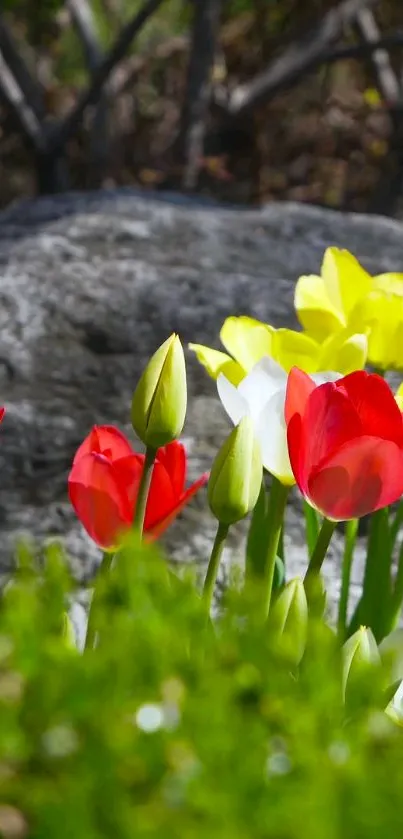 Vibrant red and yellow spring flowers in a lush garden setting.