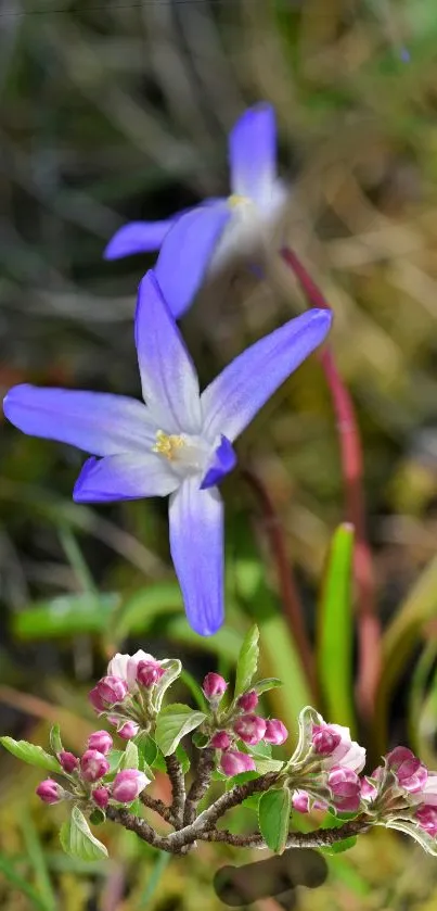 A vibrant wallpaper of blue and pink spring flowers. Dominant green background.