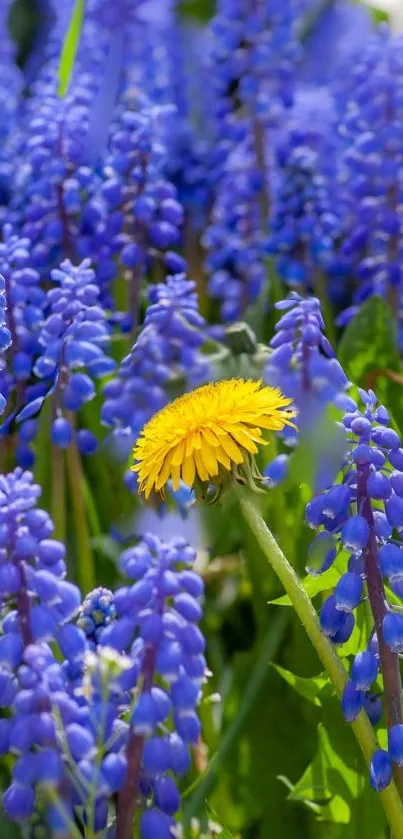 Purple grape hyacinths with solitary yellow dandelion in spring garden.