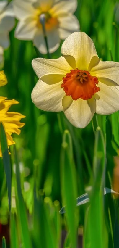 Vibrant spring daffodil flowers on green background wallpaper.