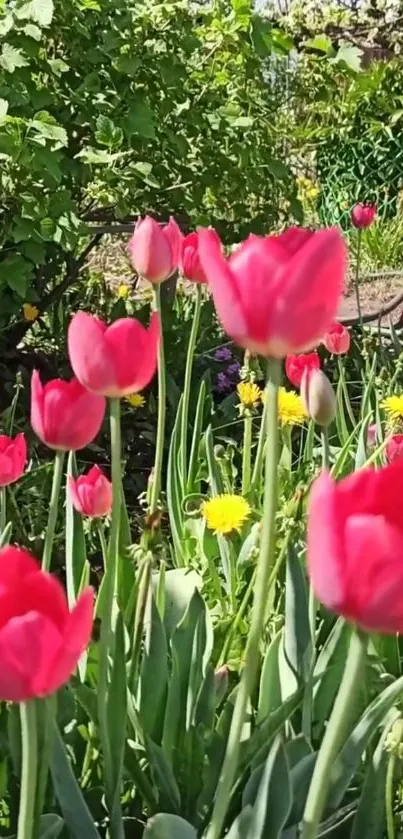 Bright pink tulips in a lush green garden.