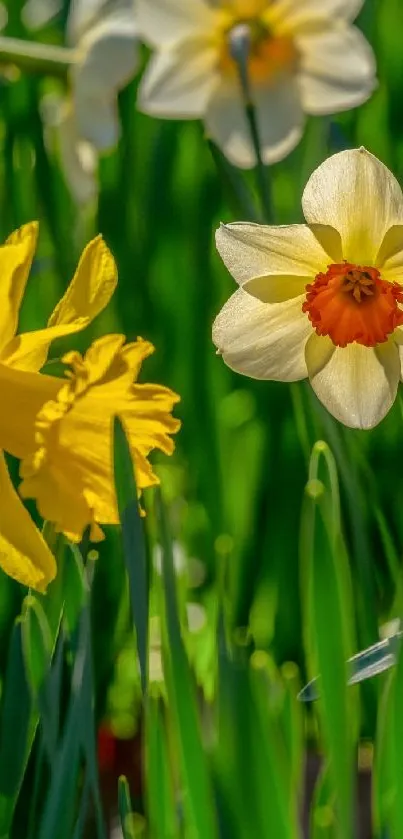 Mobile wallpaper of daffodils with green background.