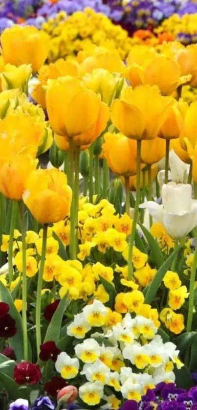 Vibrant spring flowers featuring yellow tulips and colorful pansies.