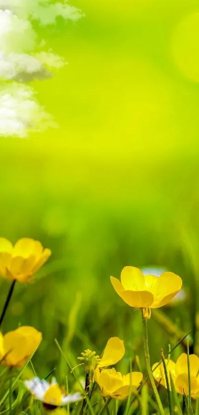 Vibrant yellow flowers on green background wallpaper.