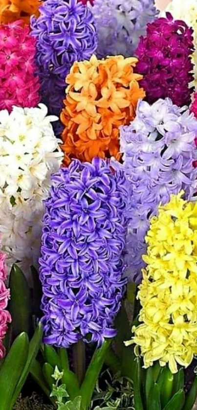 Colorful hyacinth flowers in vibrant spring display.