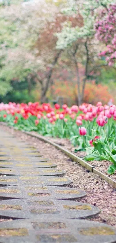 Serene path lined with pink tulips in spring.