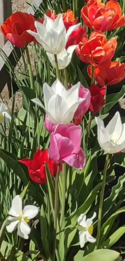 A vibrant garden with red, white, and pink tulips in full bloom.