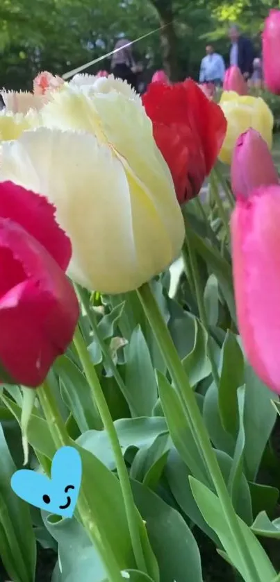 Colorful tulip garden with vibrant spring blooms.