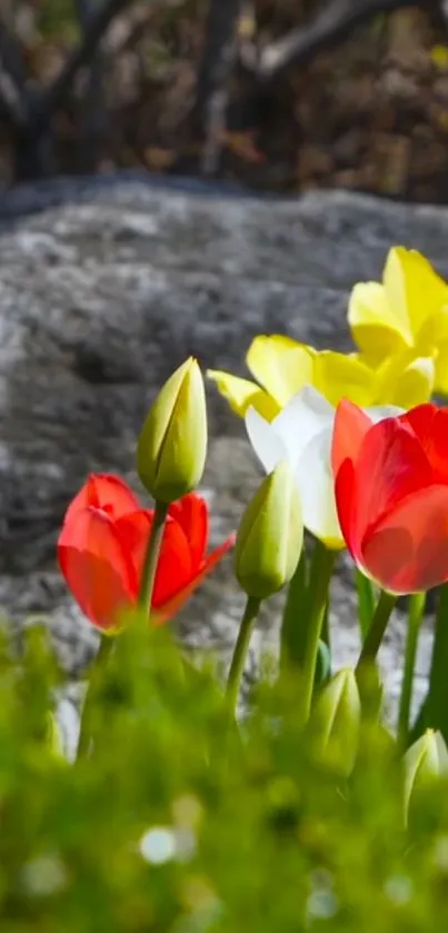 Close-up of colorful tulips in garden.