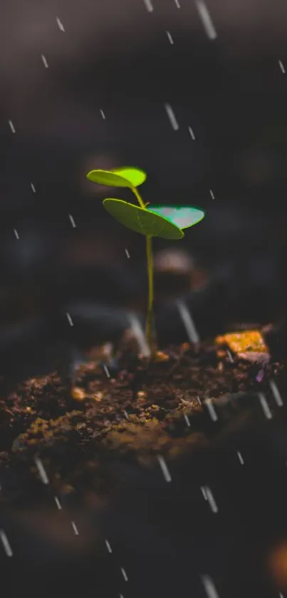 A vibrant green sprout emerging from soil, surrounded by dark tones.