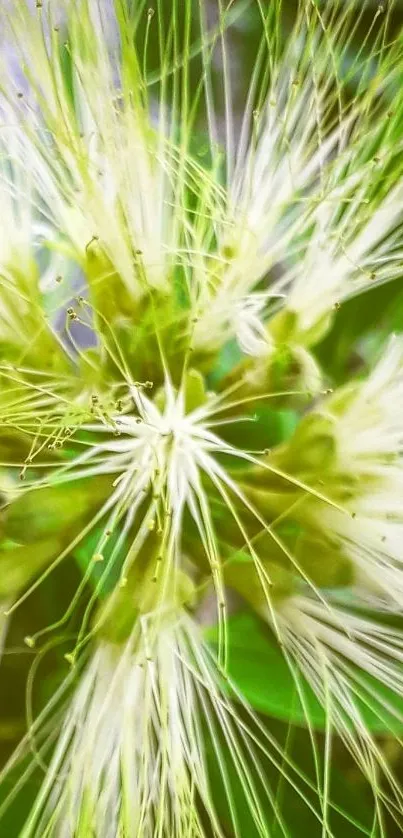 Close-up of a vibrant green sprout with intricate white strands