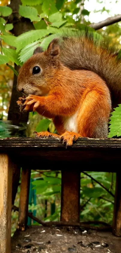 Squirrel perched on a platform in a green leafy setting.