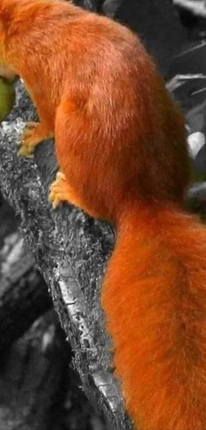 Orange squirrel holding green fruit on tree branch.