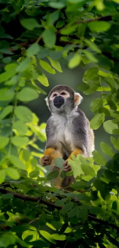 Squirrel monkey in green foliage jungle scene decoration.