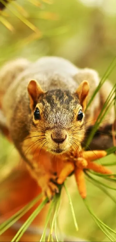 Curious squirrel perched on a pine tree branch in a lush outdoor setting.