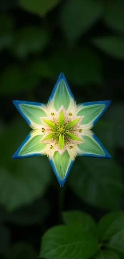 Star-shaped flower with blue and green patterns on a dark green leafy background.