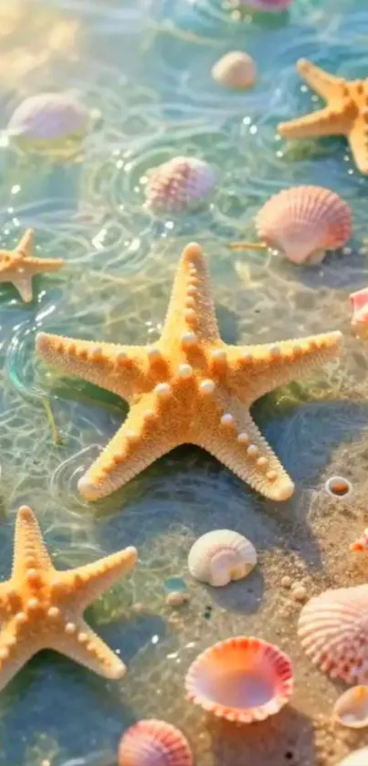 Starfish and seashells on a sunny beach scene.