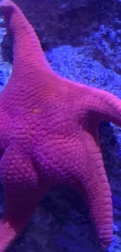 Vibrant starfish against a blue rocky background.