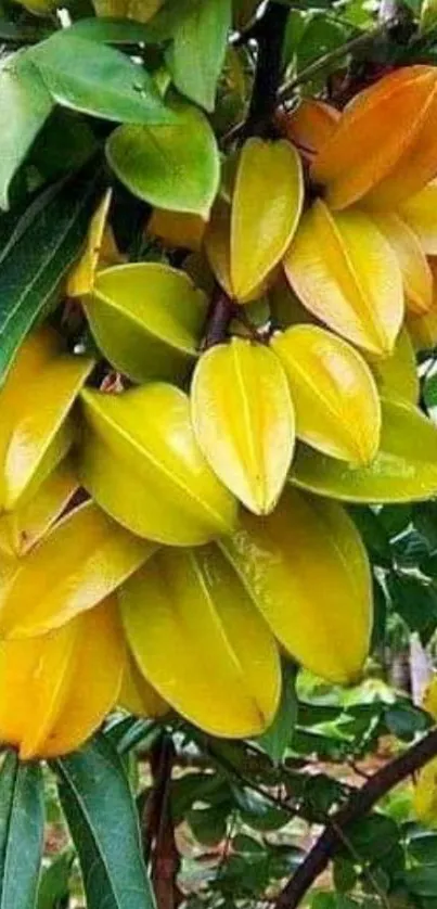 Bright starfruit cluster amidst green leaves.