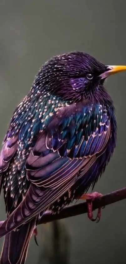 Starling bird with vibrant purple plumage perched elegantly on a branch.