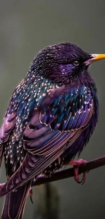 Vibrant starling bird perched on branch with colorful feathers.