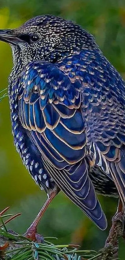 Vibrant starling bird perched on a branch in nature.