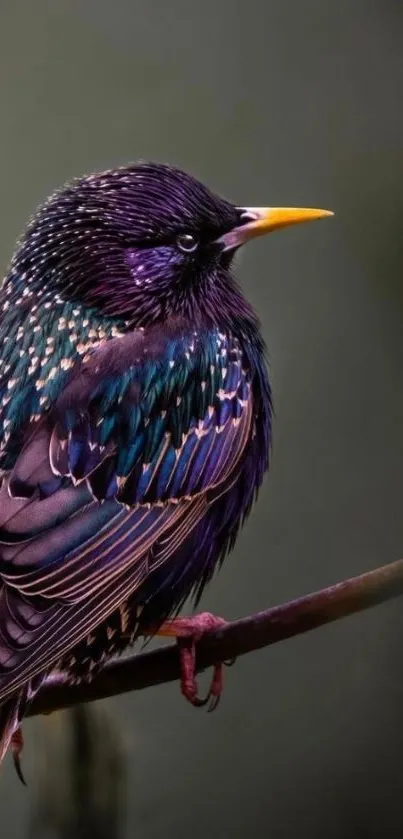 Vibrant starling perched with colorful feathers.