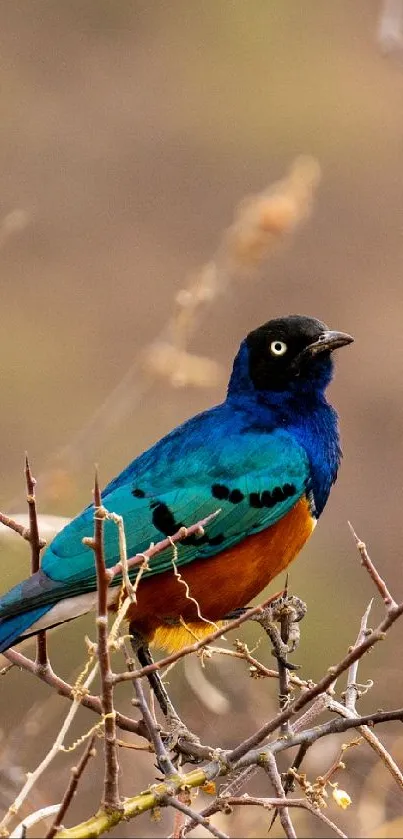 Vibrant starling perched among branches in natural setting.