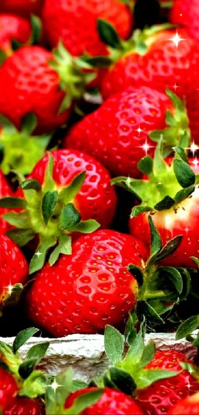 Clusters of vibrant red strawberries in close-up view.