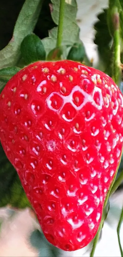 Close-up of a vibrant red strawberry on a green blurred background.