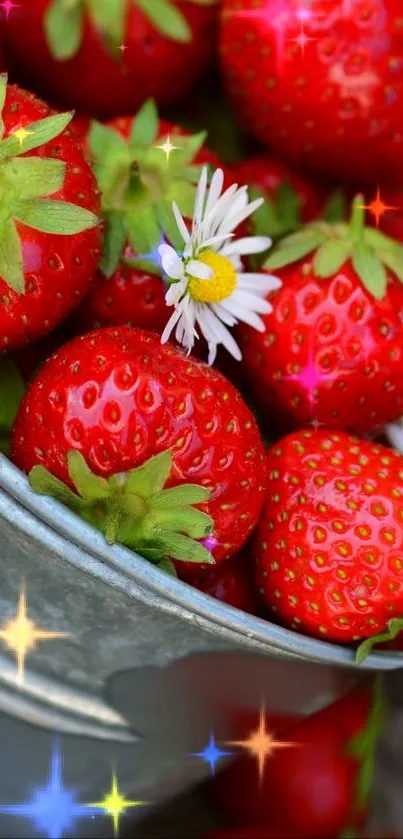 Fresh strawberries and daisies in a bucket, vibrant mobile wallpaper.