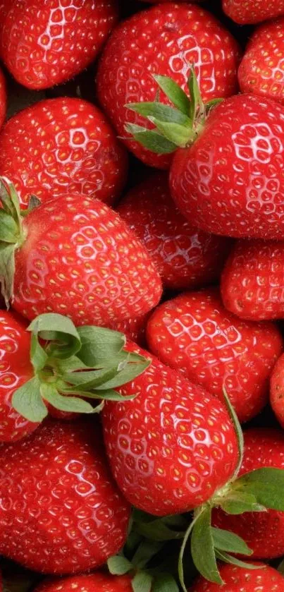 Close-up of vibrant fresh strawberries as mobile wallpaper.