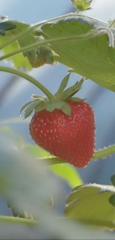 Ripe strawberry with lush green leaves on a phone wallpaper backdrop.