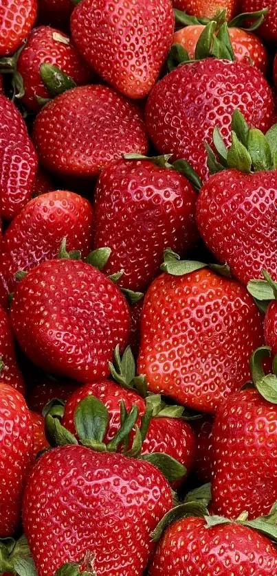 A vibrant wallpaper featuring fresh red strawberries with green leaves.