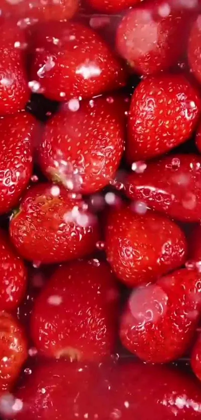 A vibrant wallpaper of red strawberries with water droplets.